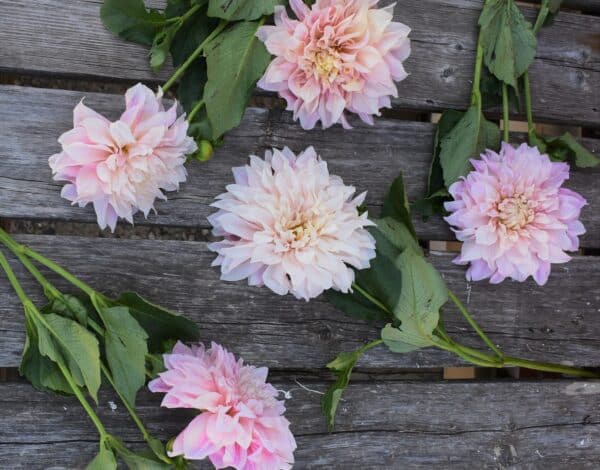 Crow River Floral and Gifts