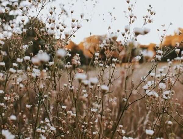Rachel Solie Photography